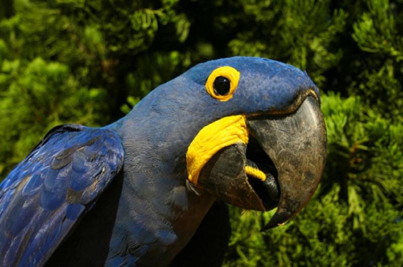 Отель Promenade Bonito All Suites