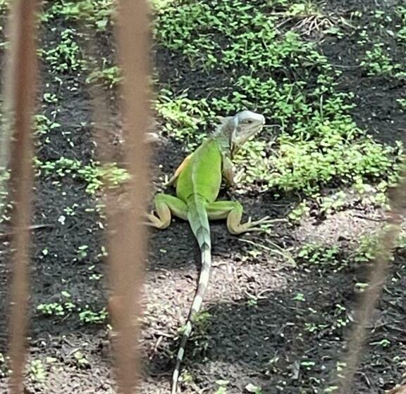 פנסיון älanacasadeplaya