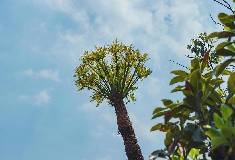 膳宿费 Cussonia Country Home