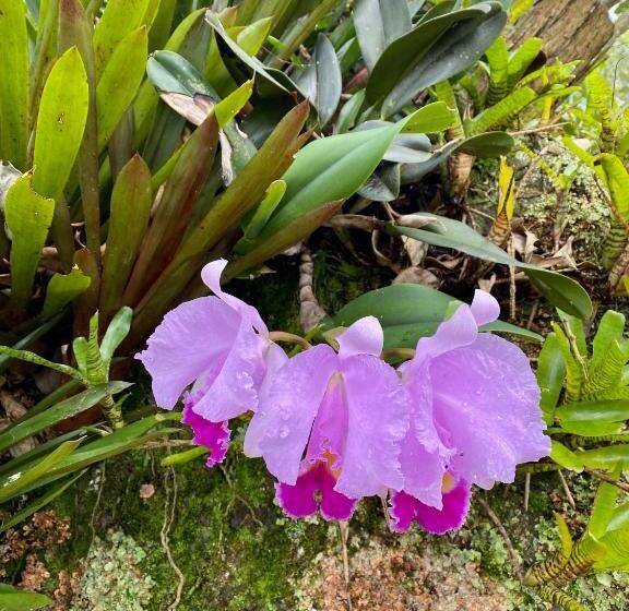 بنسيون Drapa Resort