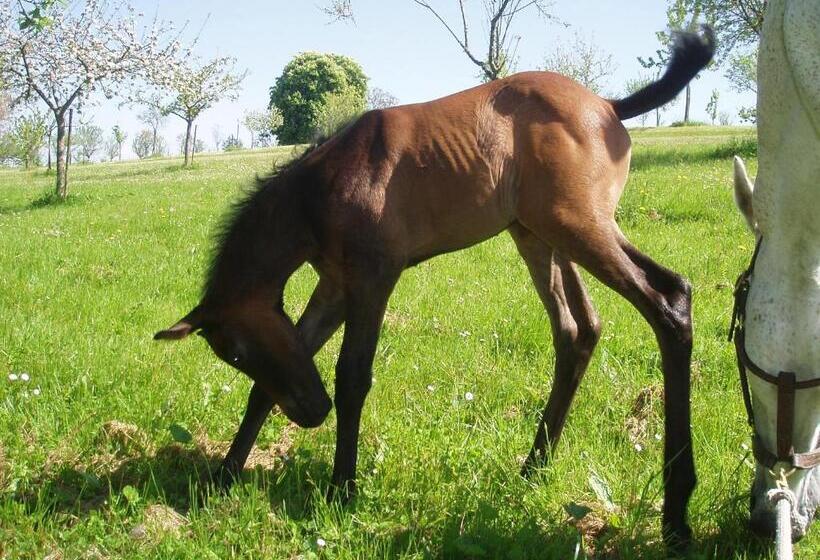 ホテル Château De Saint Loup
