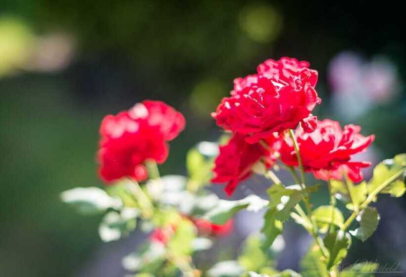 בית מלון כפרי Haus Am Zoo