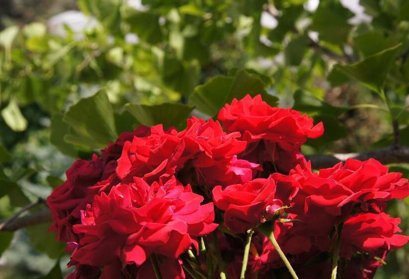 酒店 & Pension Müllers Gasthof