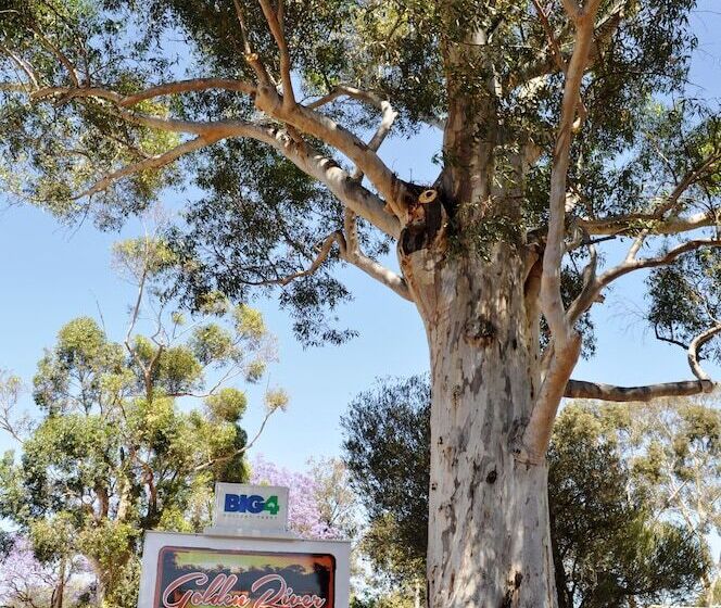 فندق Nrma Mildura Riverside Holiday Park