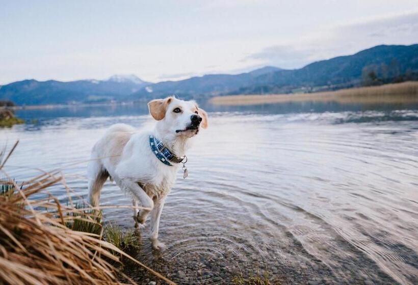 酒店 Schnitzers Dahoam   Hundefreundlich