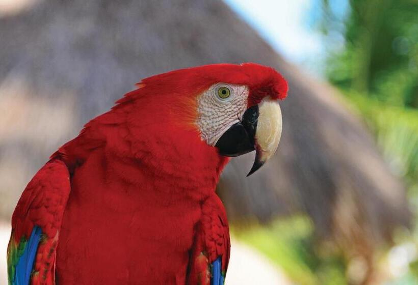 בית מלון כפרי Serrambi Resort