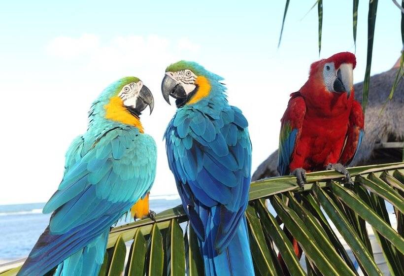 בית מלון כפרי Serrambi Resort