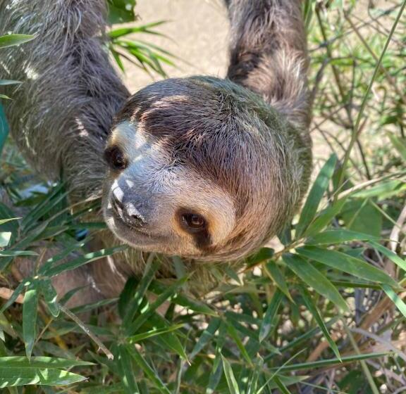 호텔 Casa Libertinn