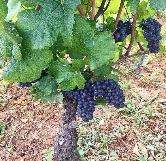 فندق La Maison Du Tonnelier   élégance & Tradition Sur La Route Des Grands Crus De Bourgogne