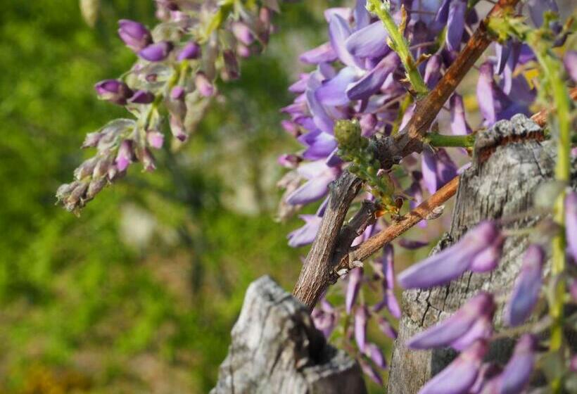 Mountain Village Hasenegg