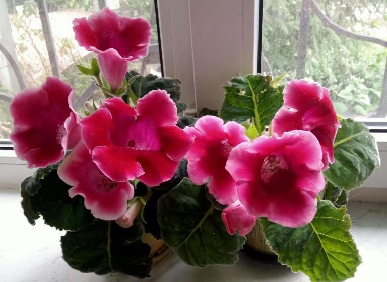 پانسیون Family Apartments Dorobok