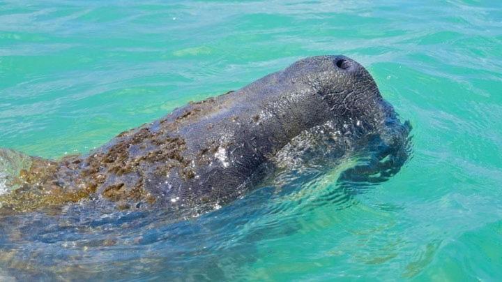 펜션 Pousada Villa Marceneiro Beach