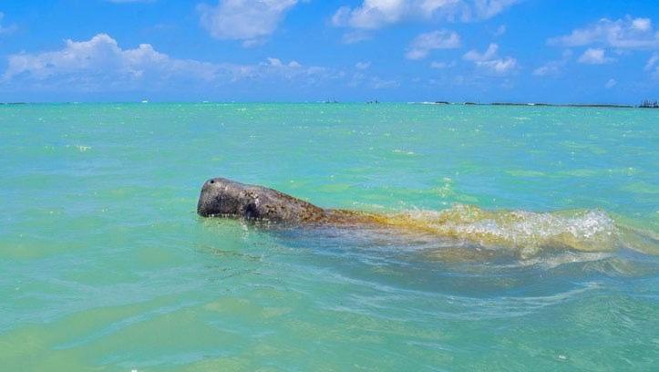 펜션 Pousada Villa Marceneiro Beach