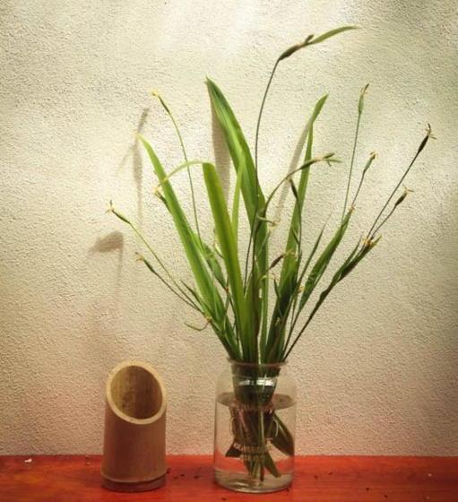 膳宿费 Villa # 3   High End Studio Apartment