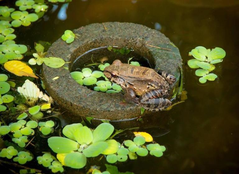 膳宿费 Villa # 3   High End Studio Apartment