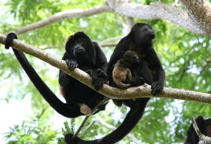 膳宿费 Villa # 3   High End Studio Apartment