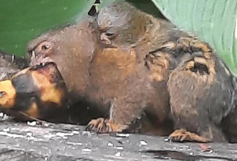 호텔 Cabañas Alto Del Aguila