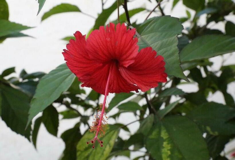 호텔 The Golden Blue Luxury