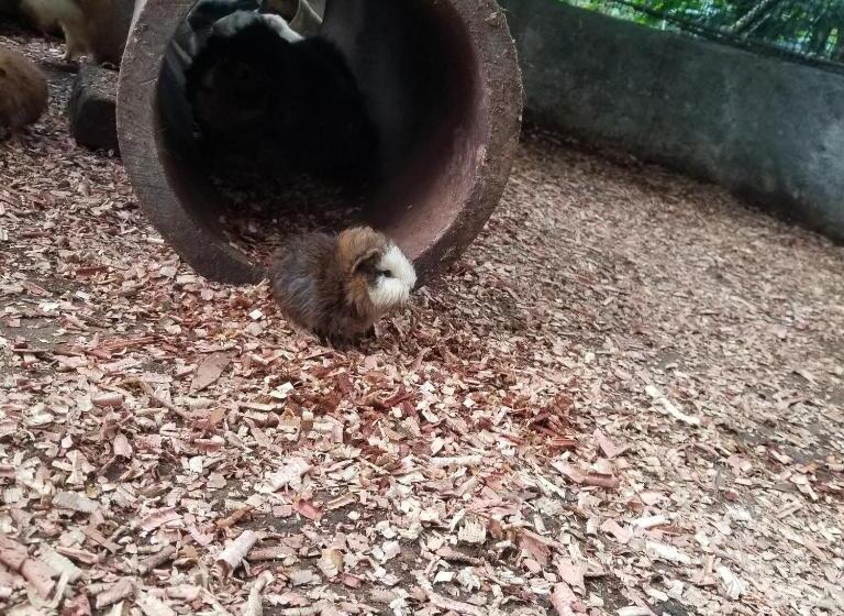 فندق Waterfall El Paraíso   Cabañas, Jacuzzi, Piscina Y Cascada En Medio De La Naturaleza