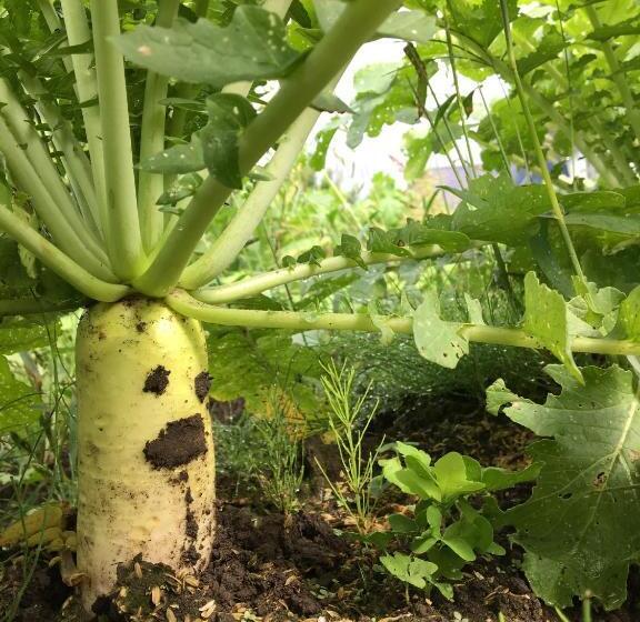 פנסיון Radish House