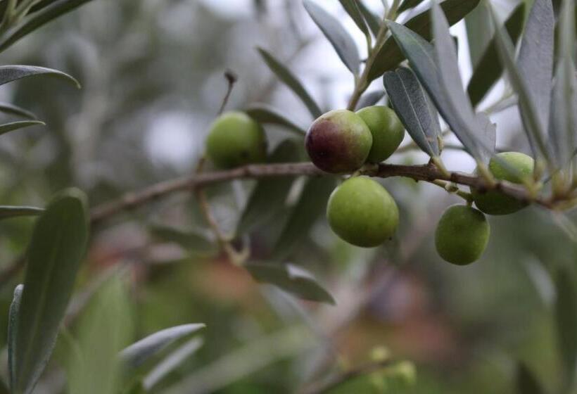 ユースホステル Pousada Vilarejo Das Oliveiras