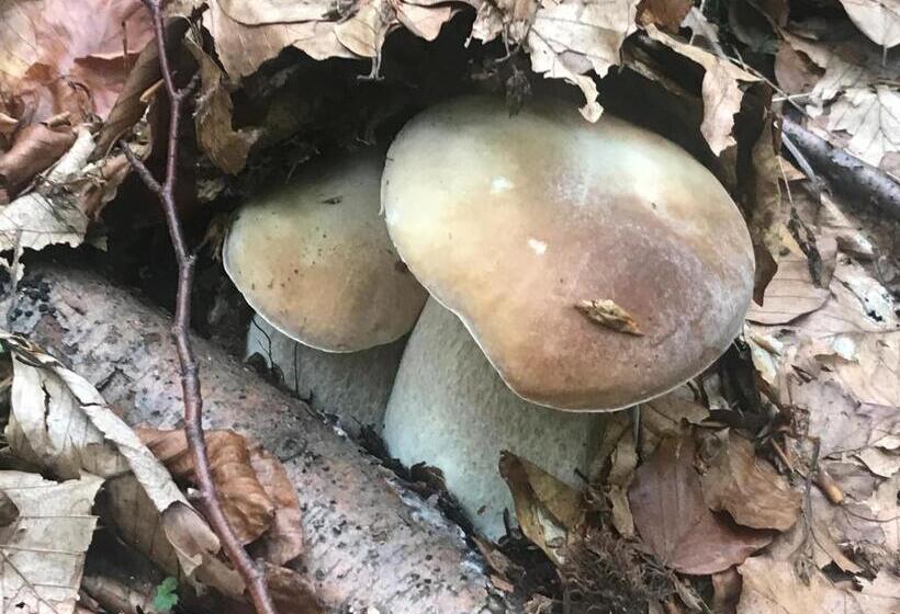 ベッドアンドブレックファースト Elf Cottage