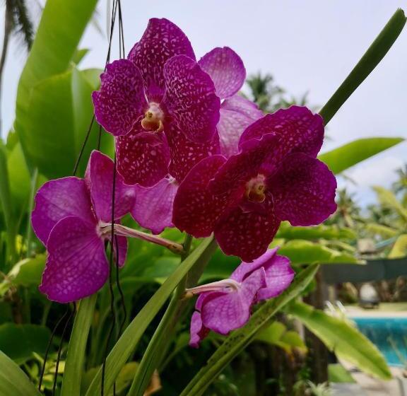 مبيت وإفطار Thoduwawa Beach Villa