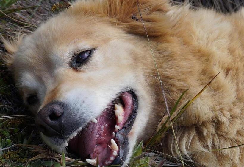 فندق صغير Hostería Cabañas Del Pescador
