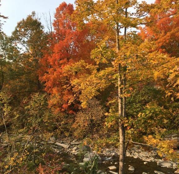 ユースホステル Inn By The River