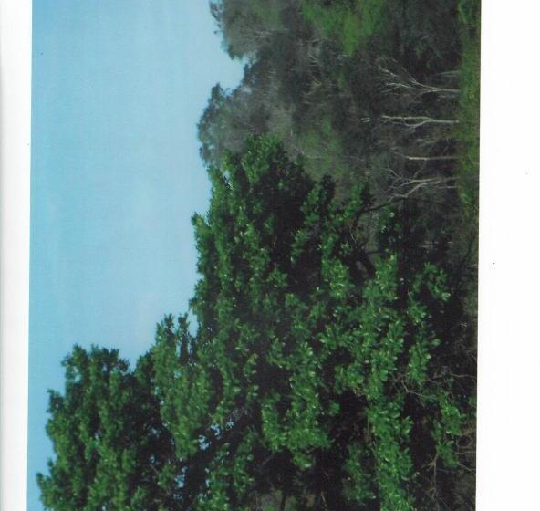 ユースホステル Posada Los Reyecitos