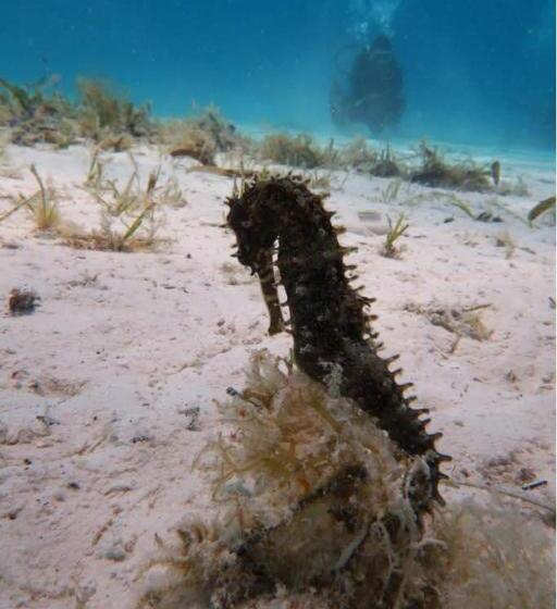 ベッドアンドブレックファースト Mafia Beach Bungalows Sea View