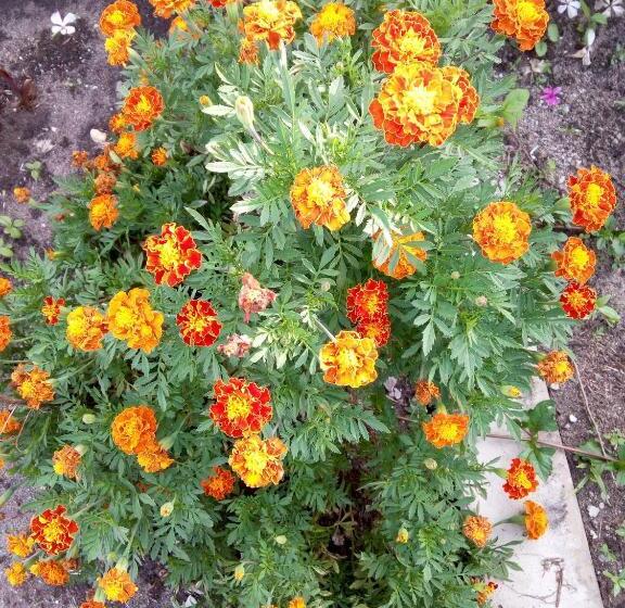 ベッドアンドブレックファースト Mafia Beach Bungalows Sea View