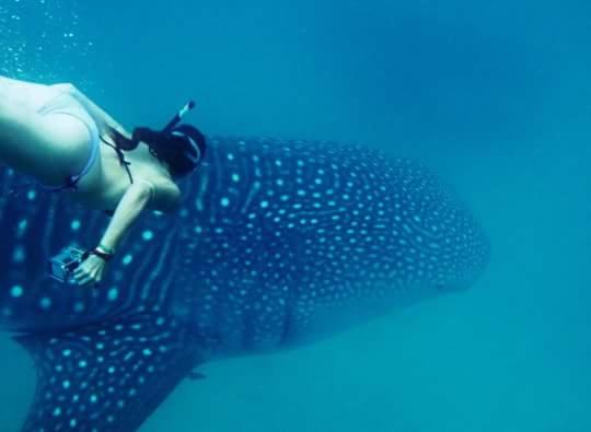 ベッドアンドブレックファースト Mafia Beach Bungalows Sea View