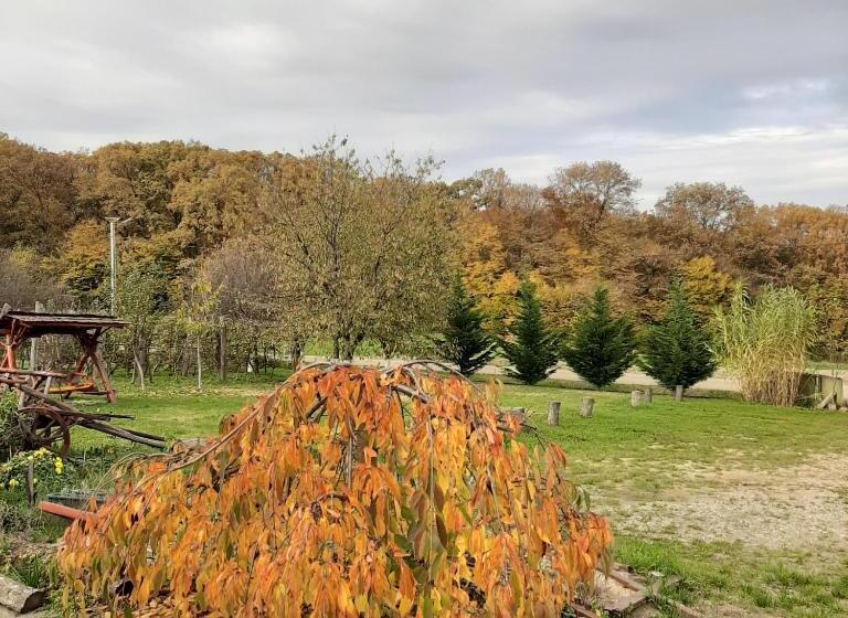 住宿加早餐  Panorama Cehu Silvaniei