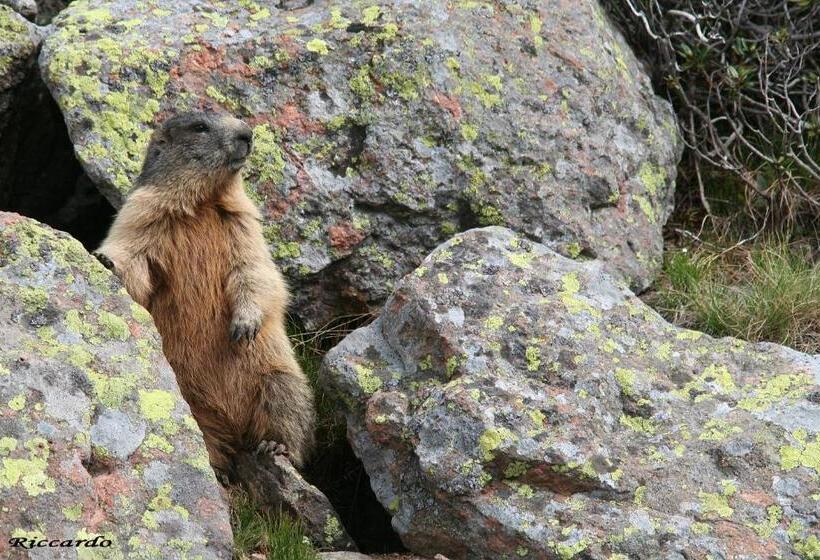 בית מלון כפרי Aurai