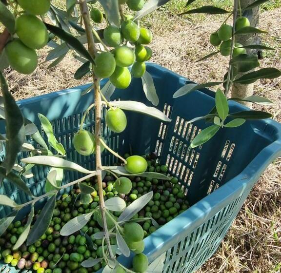 בית מלון כפרי La Collina Degli Ulivi