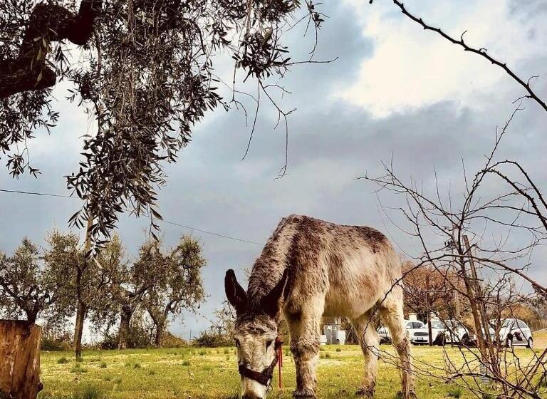 בית מלון כפרי La Collina Degli Ulivi