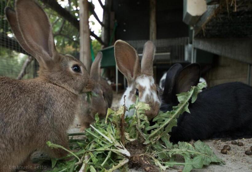 בית מלון כפרי La Collina Degli Ulivi