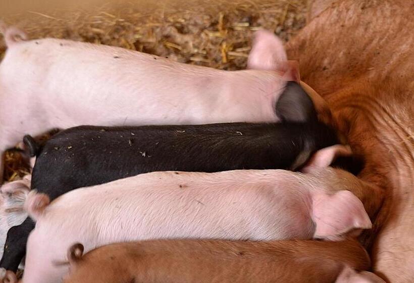 ホテル Valli Unite