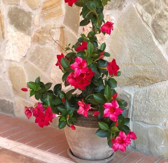 בית מלון כפרי Villa Aurora