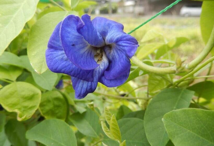 פנסיון B&b Toyonoakari