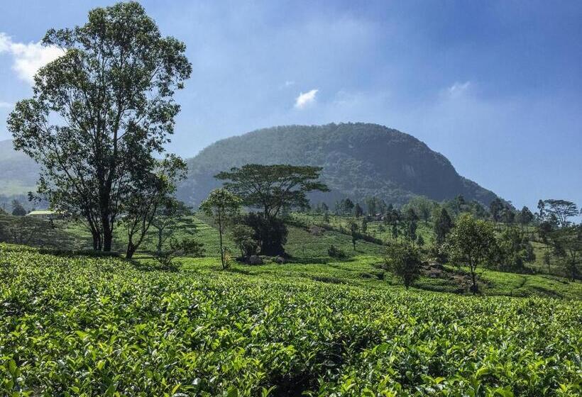 פנסיון The Pepper Cottage