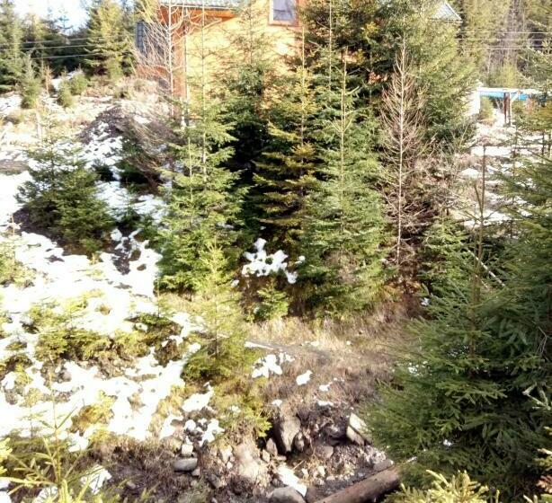 بنسيون Wooddream