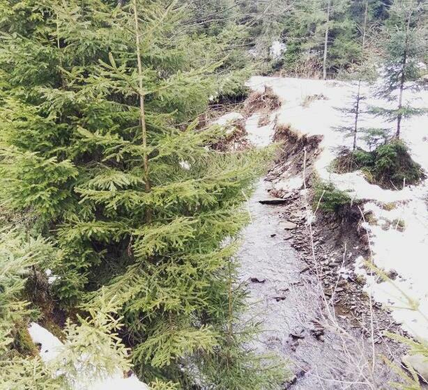 بنسيون Wooddream