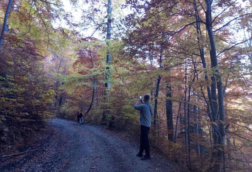 פנסיון Wooddream