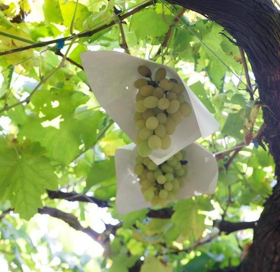 ריוקאן Zen&bed Bogetsuan