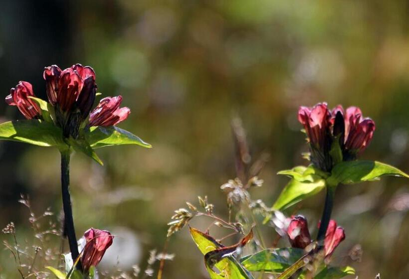 הוסטל Auberge De L Hospice