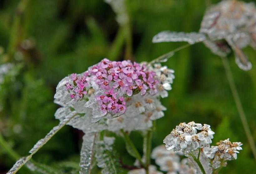 הוסטל Auberge De L Hospice