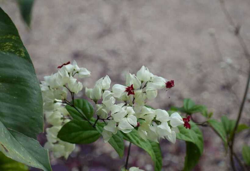 הוסטל Hidden Haven