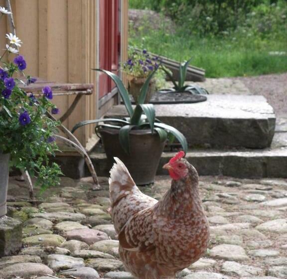 צימר Vildrosor & Höns